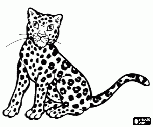 Young cheetah sitting coloring page