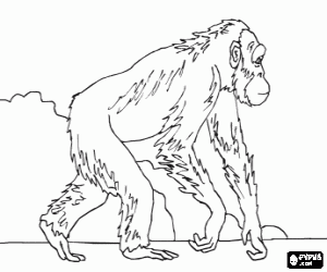 Young gorilla on all fours coloring page