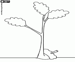 Young oak coloring page