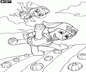 Zuma, Skye and a pumpkins field coloring page