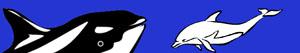 Dolphins and other marine mammals coloring pages