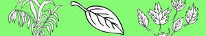 Plants and Leaves coloring pages