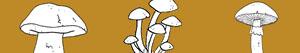 Mushrooms coloring pages